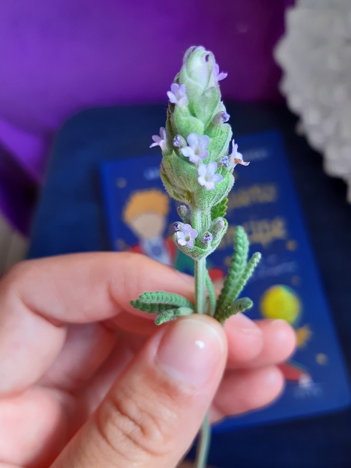 lavender