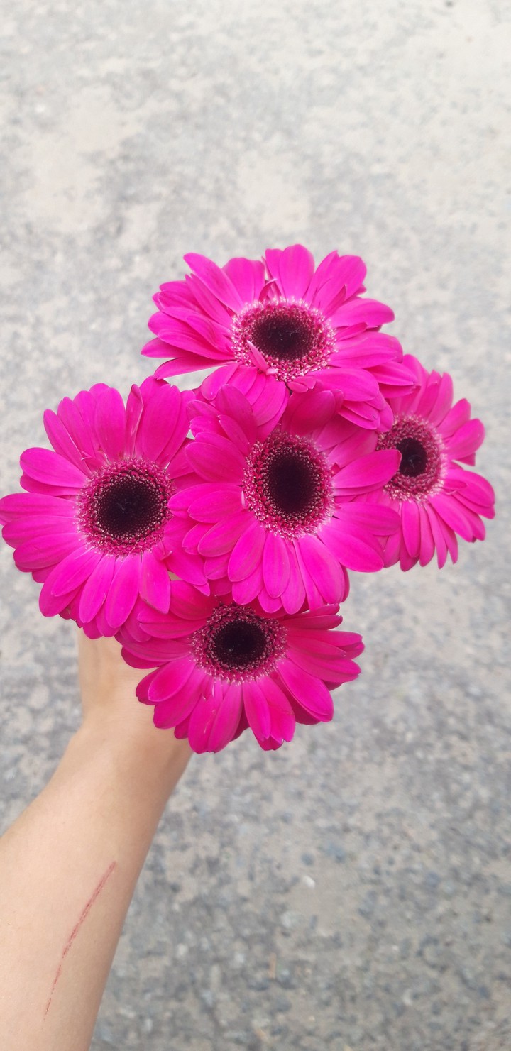 Herberas