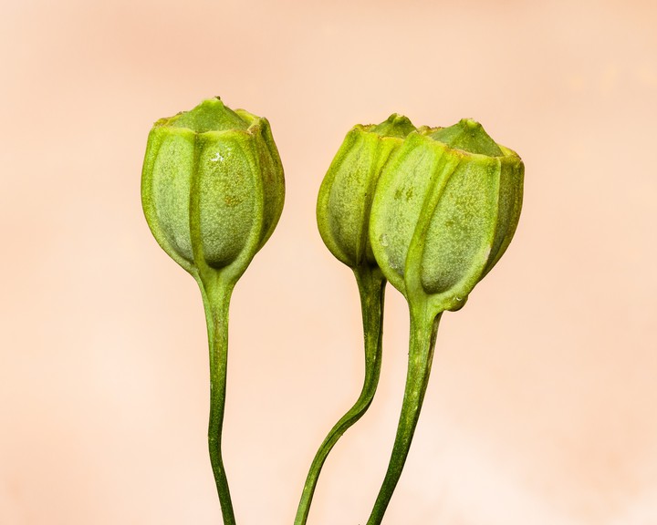 Vagens de sementes de Alstroemeria aurea (lírio-peruano).