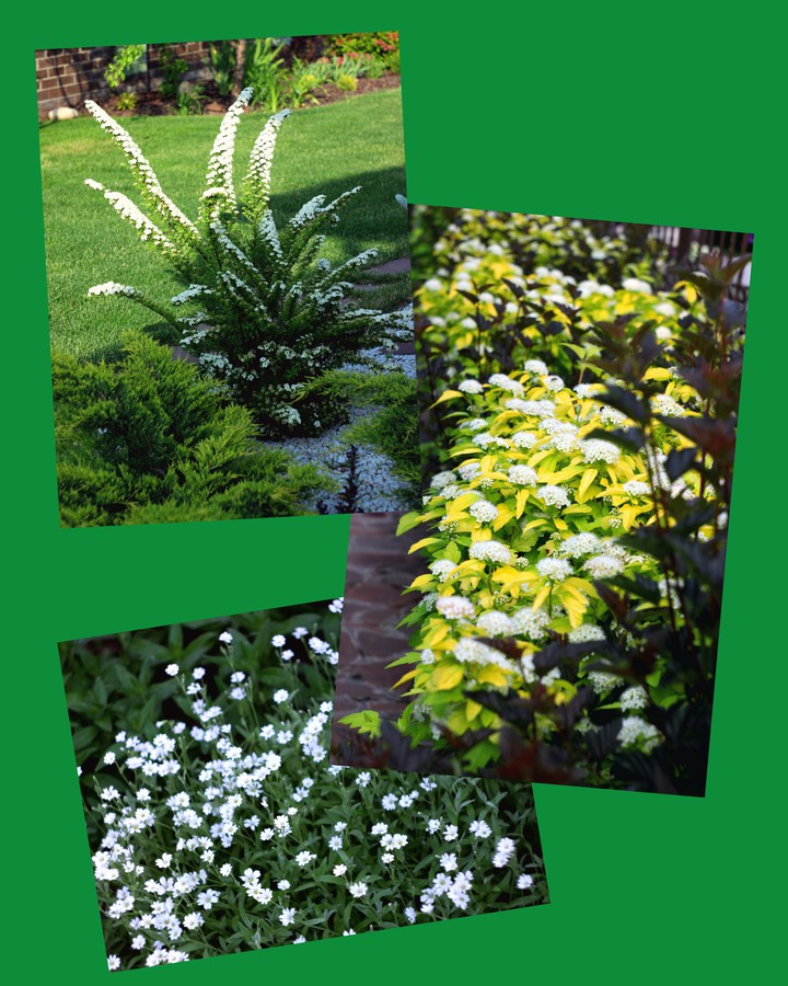 Freestyle. Landscape plants