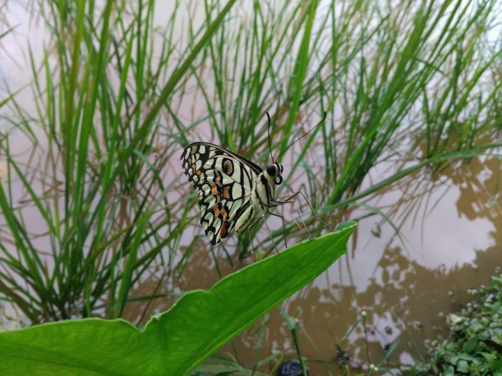 Butterfly