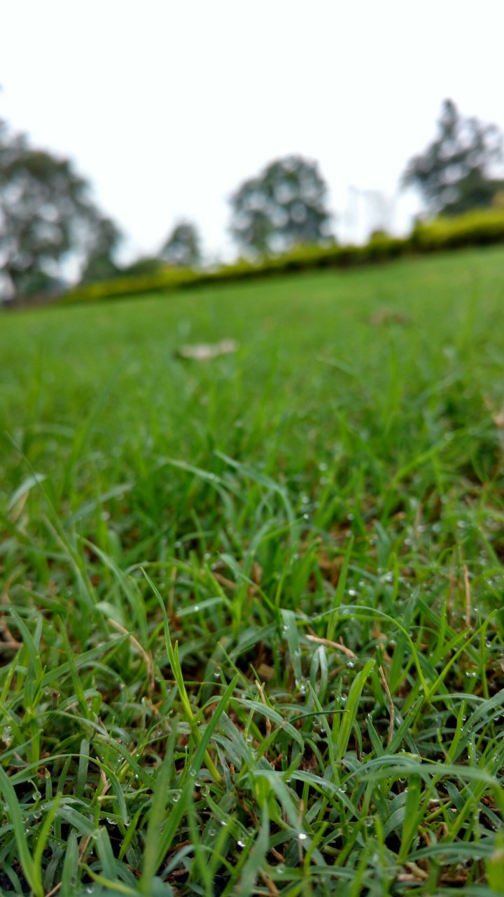 grass...