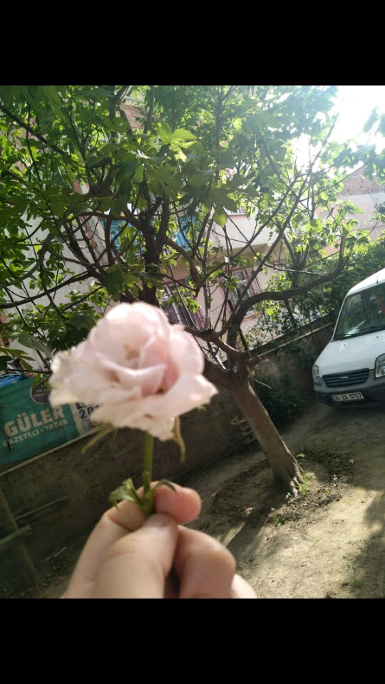 gulum