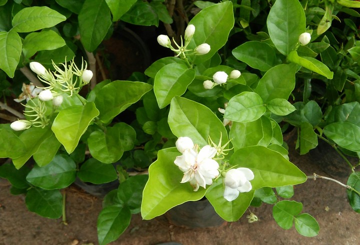 jasmine