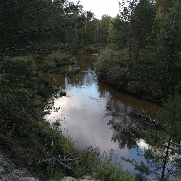 речка в лесу