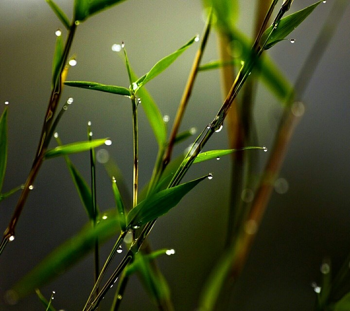 greens