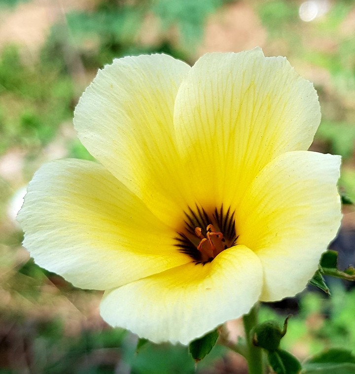 beautiful flower at desert