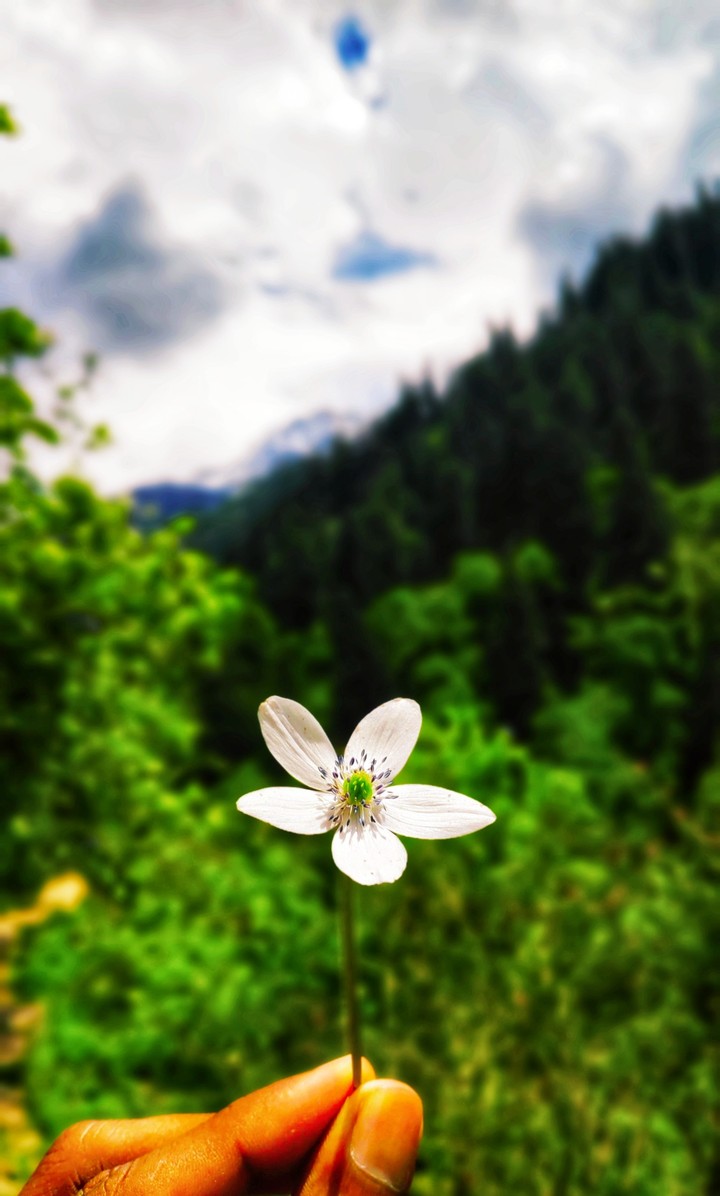 flower