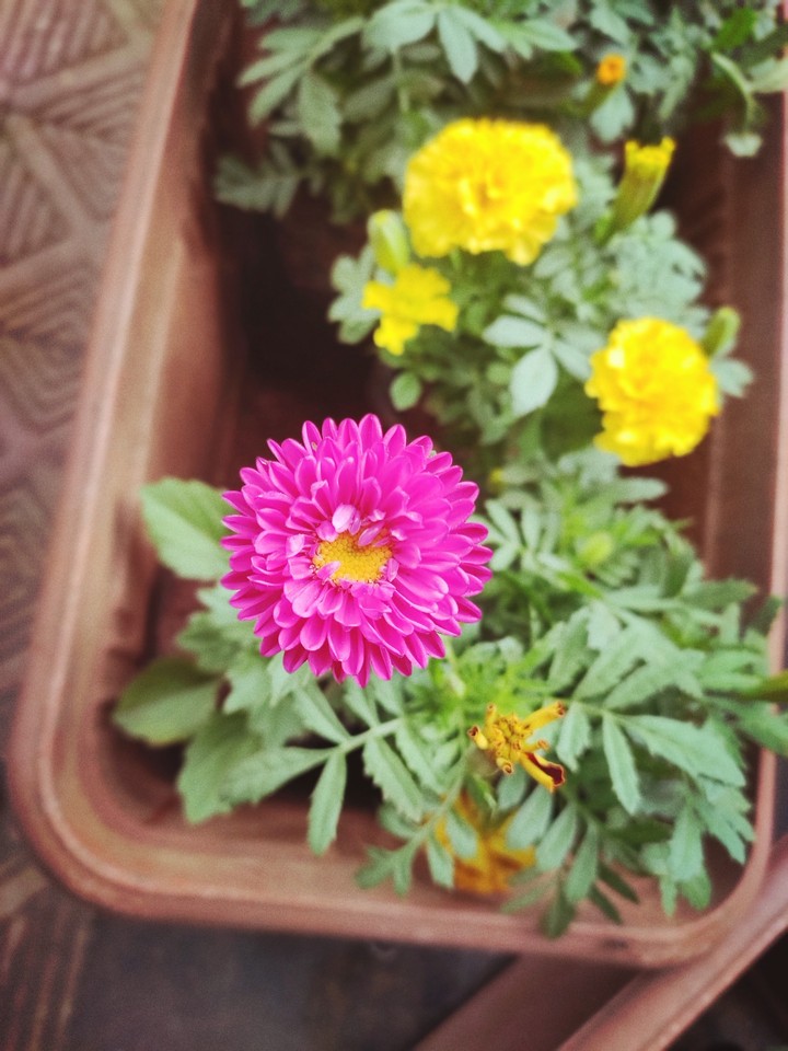 flower