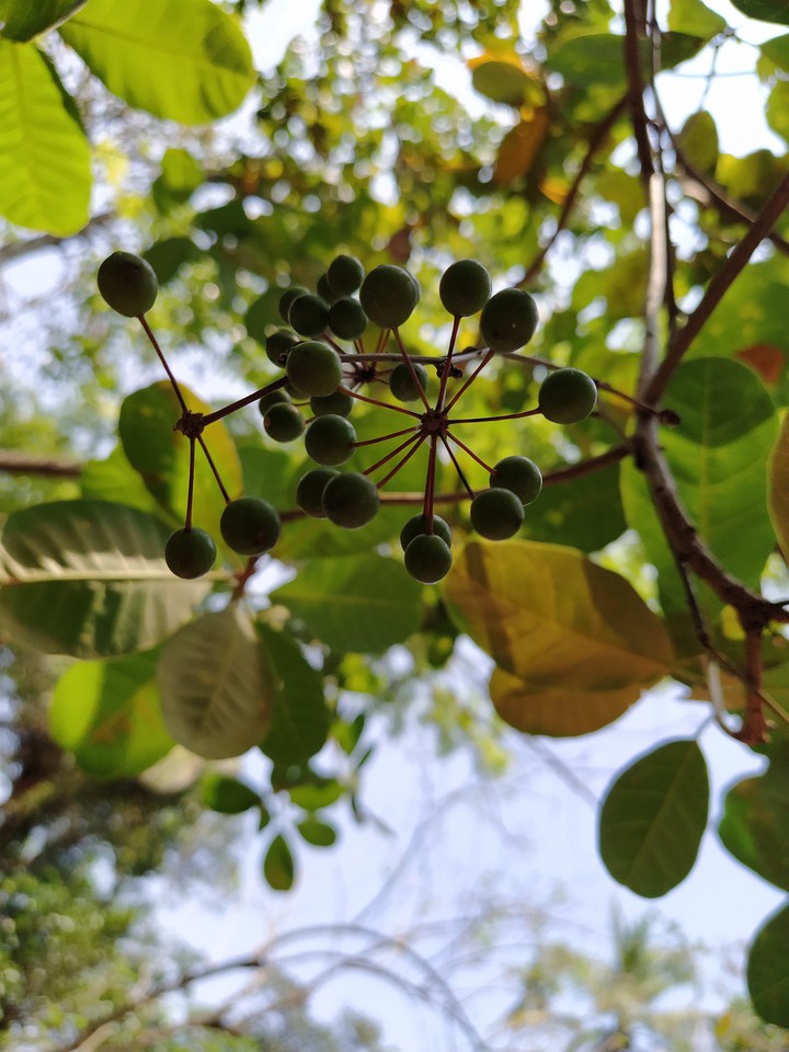casue tree
