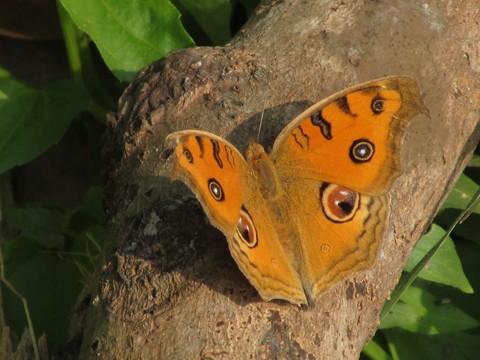 Yellow Butterfly