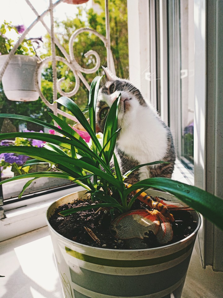 beautiful cat