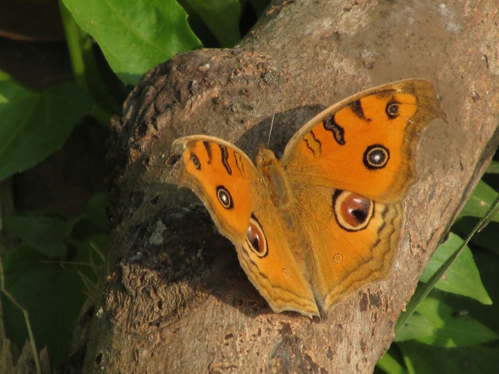 Yellow Butterfly