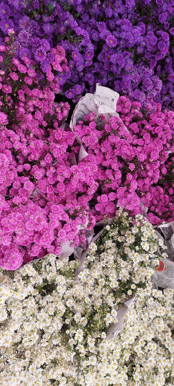 tapety petal, floristry