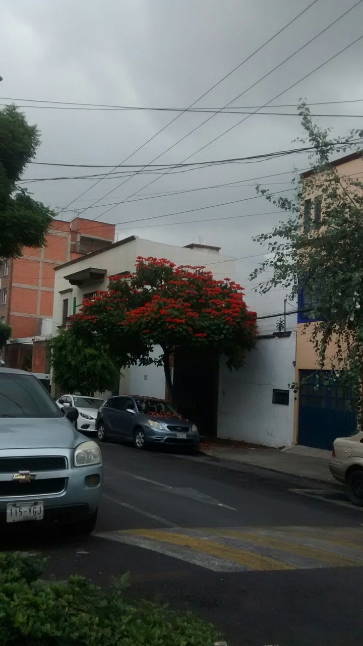 Arbolitos bonitos 