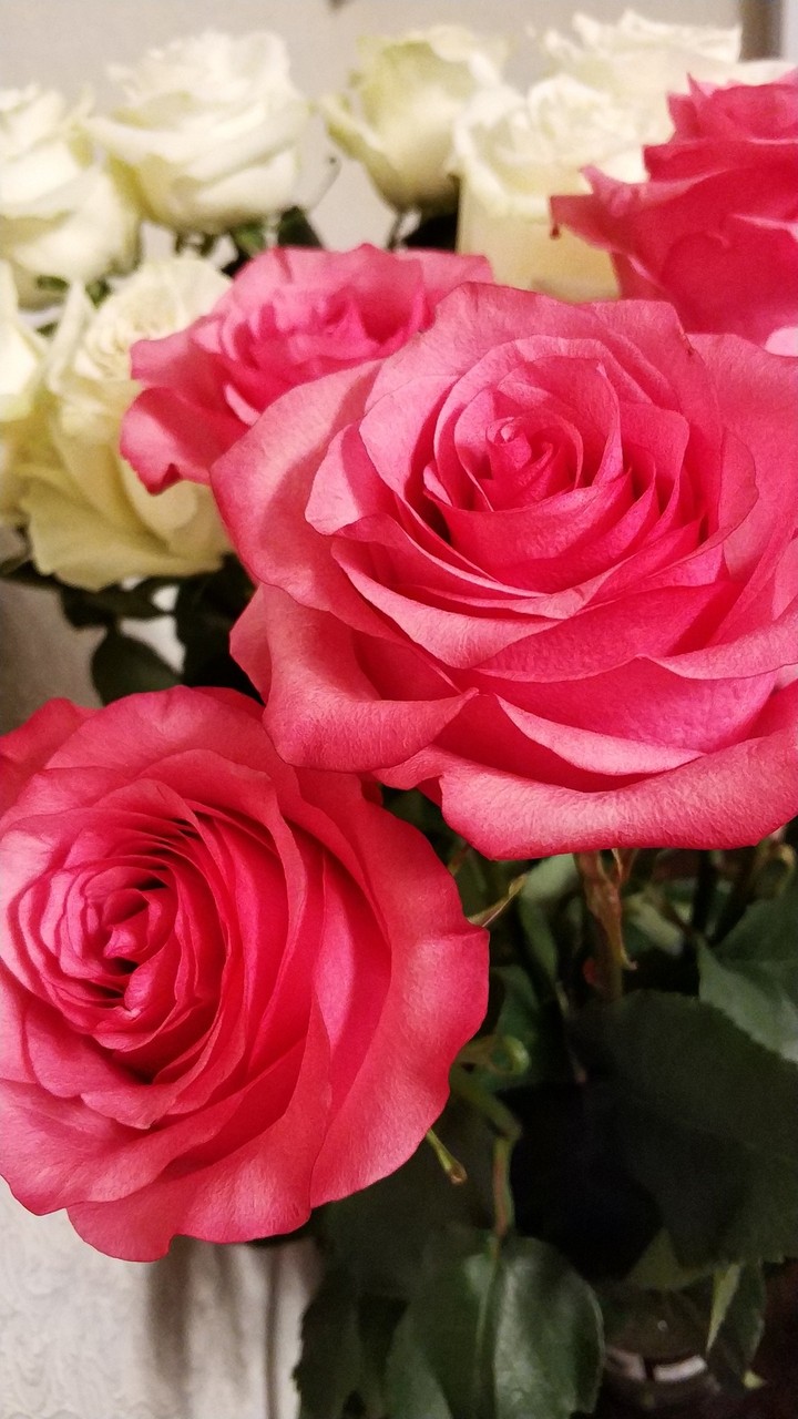 Roses in January