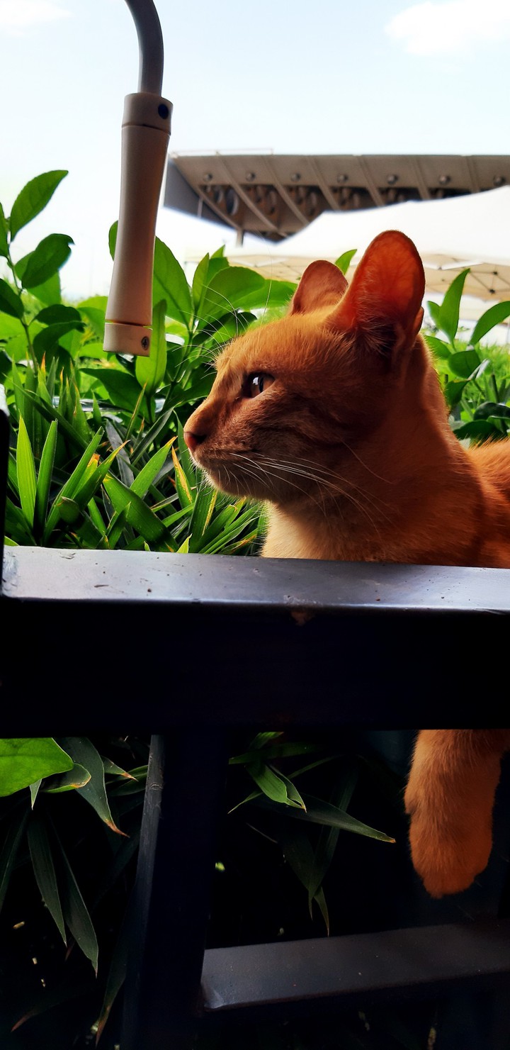 cat
