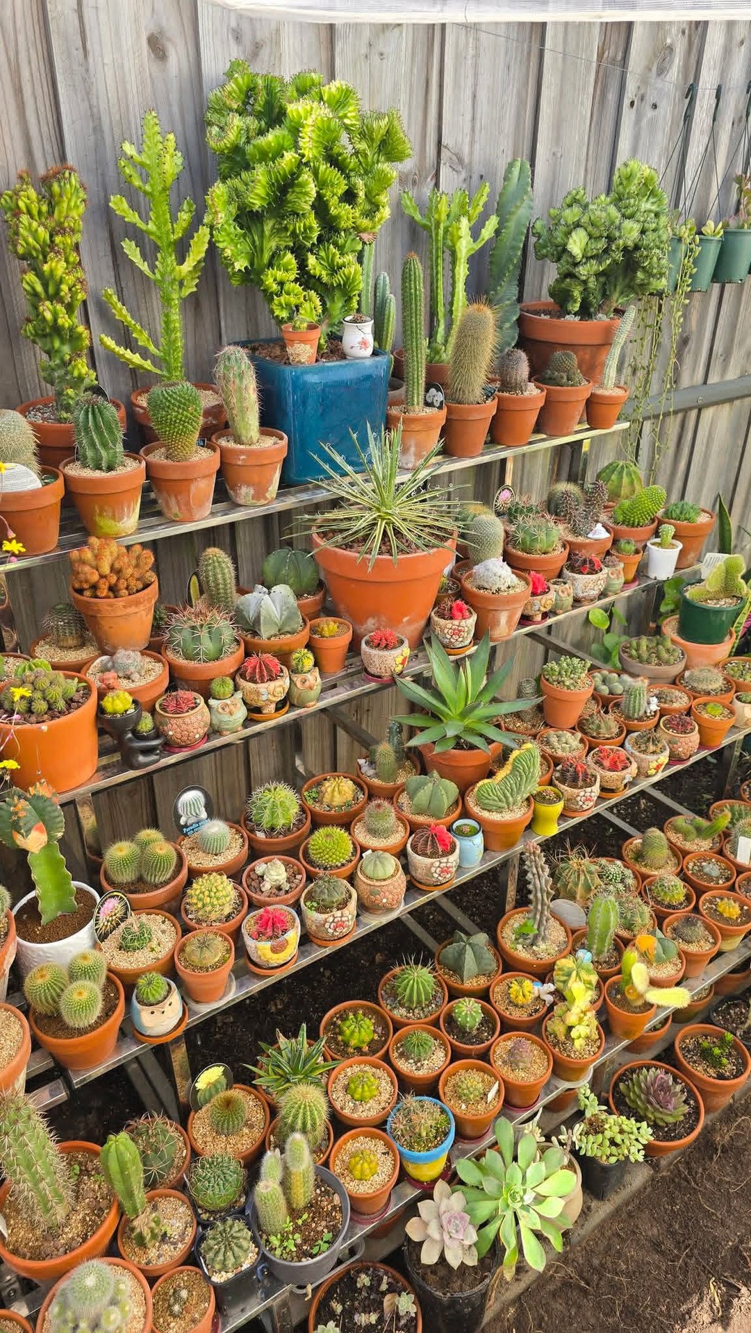 tapety houseplant, Cactus