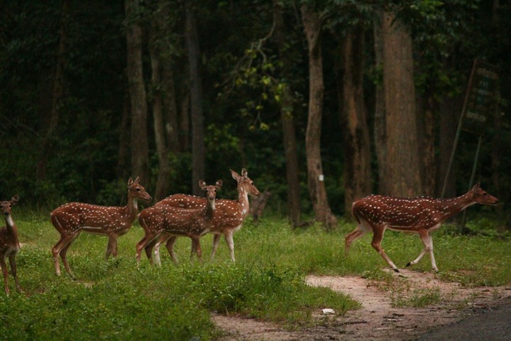 Deer in fear