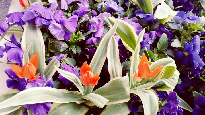 Flowers