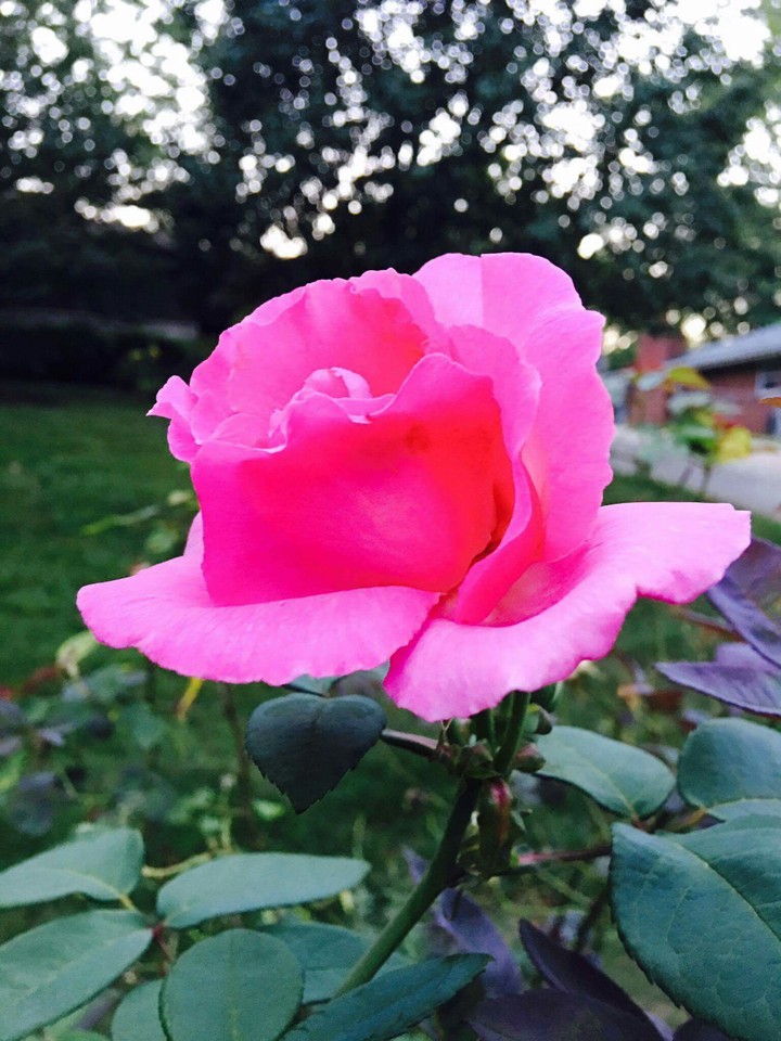 flower