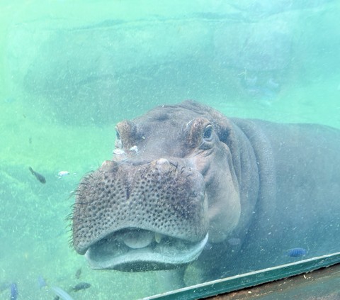 tapety zoo, snout