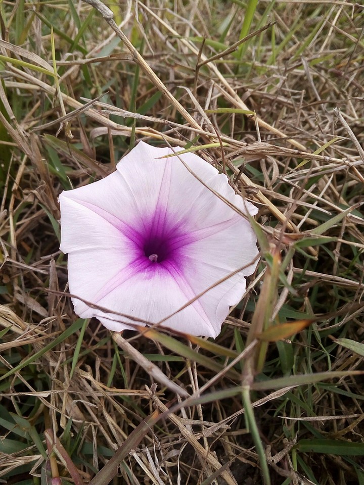 nice flower..