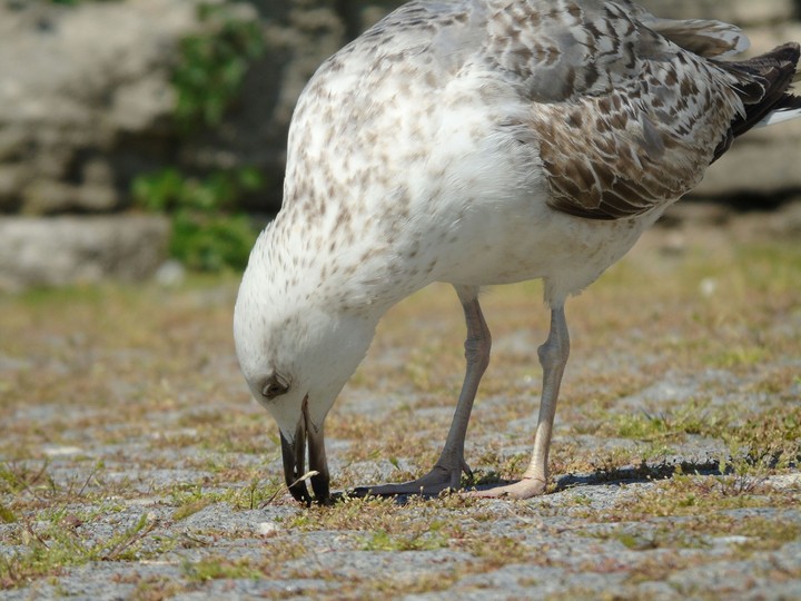 hey bird, what are they feeding you?