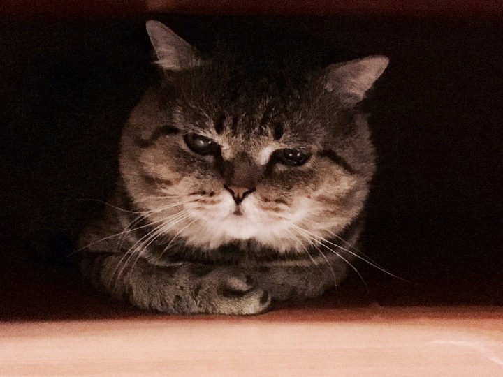 cat Vakula