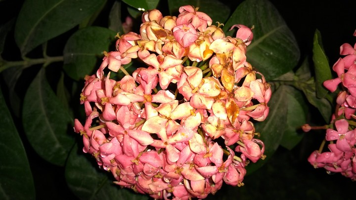 flowers