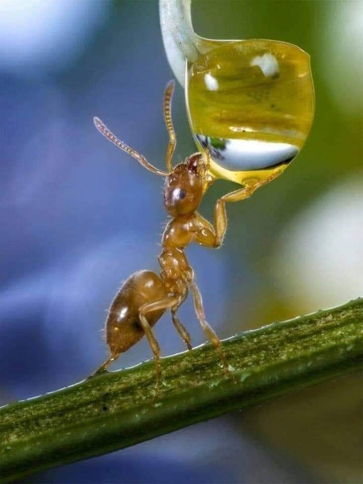 Hormiga bebiendo una gota de agua