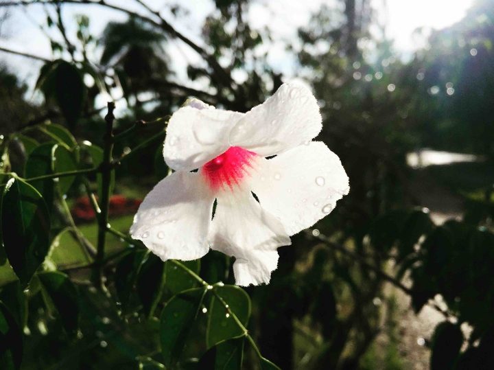 White Flower