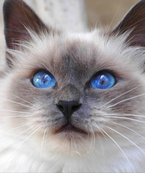 kitty eyes