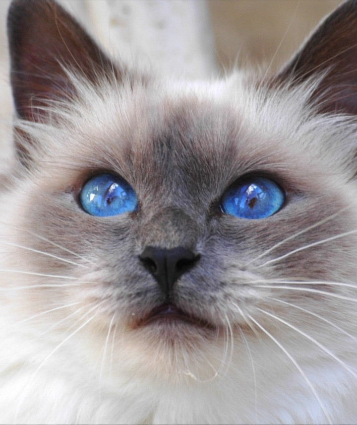 kitty eyes