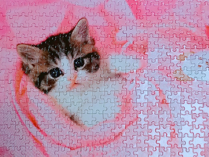 고양이 퍼즐