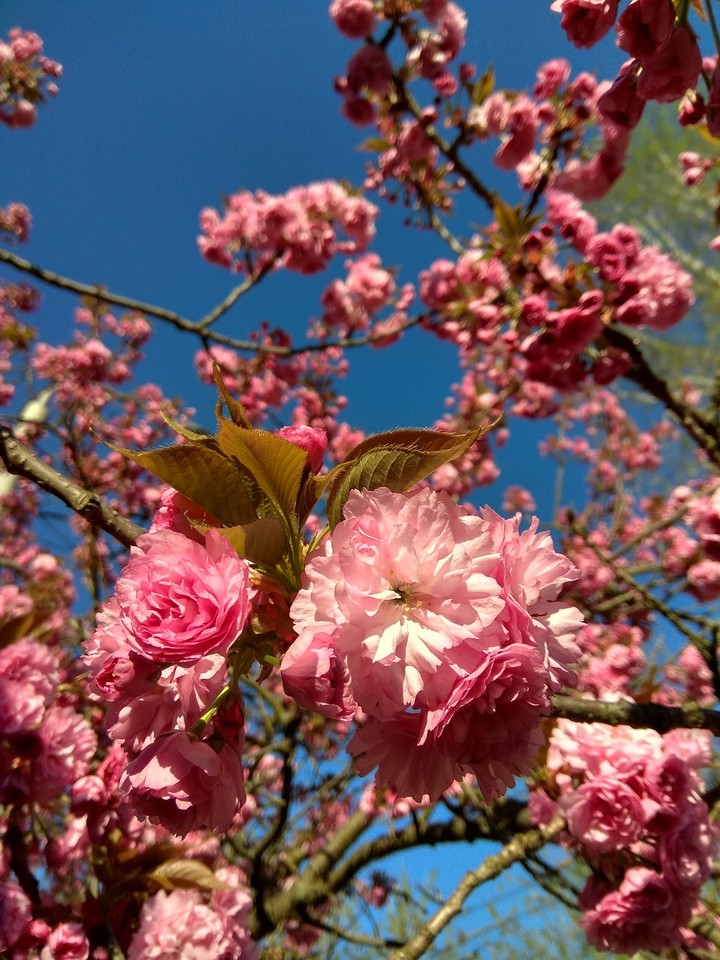 Sakura