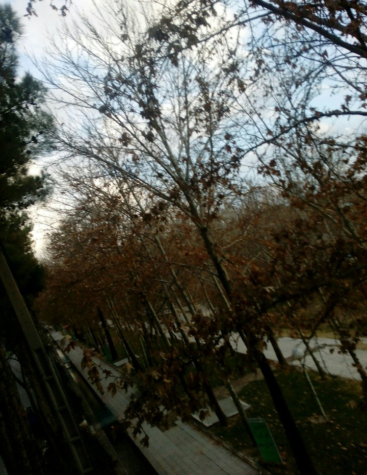 tree