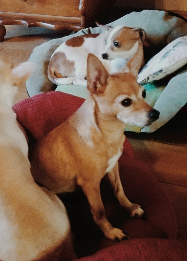 Luna und Flocke