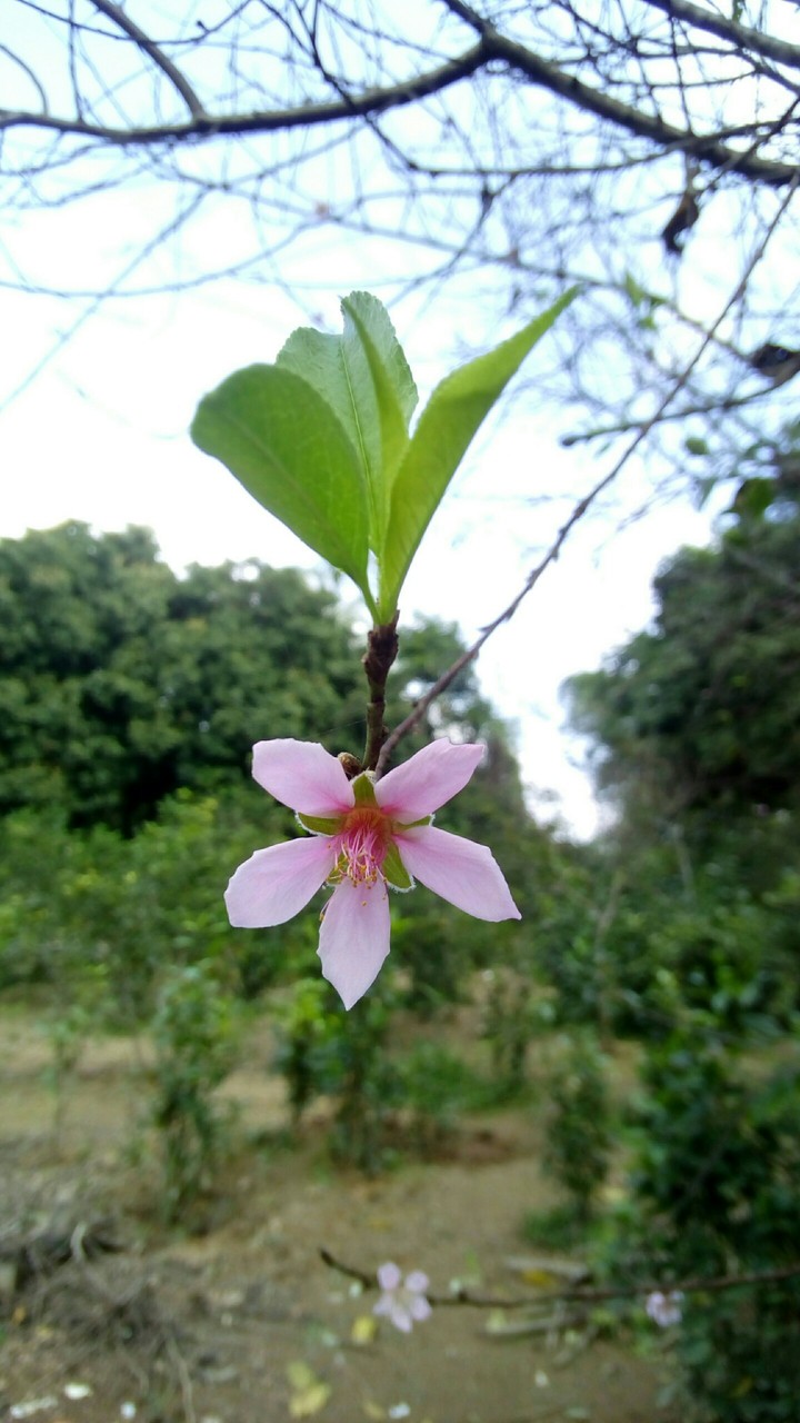 Sakura