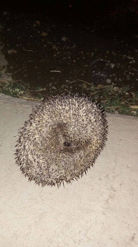 Hedgehog