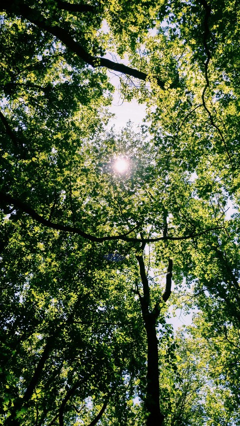 sunny day at the park