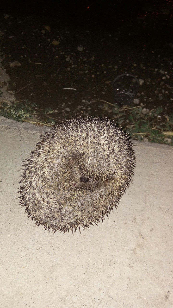 Hedgehog