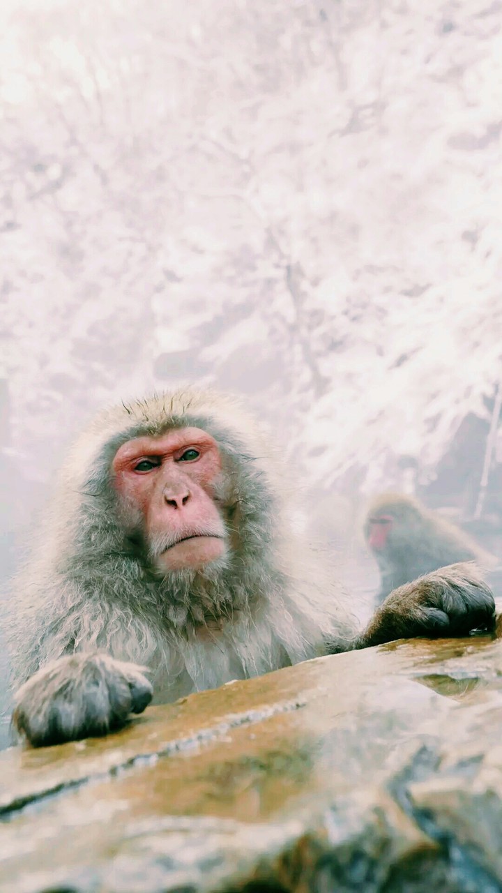 monky