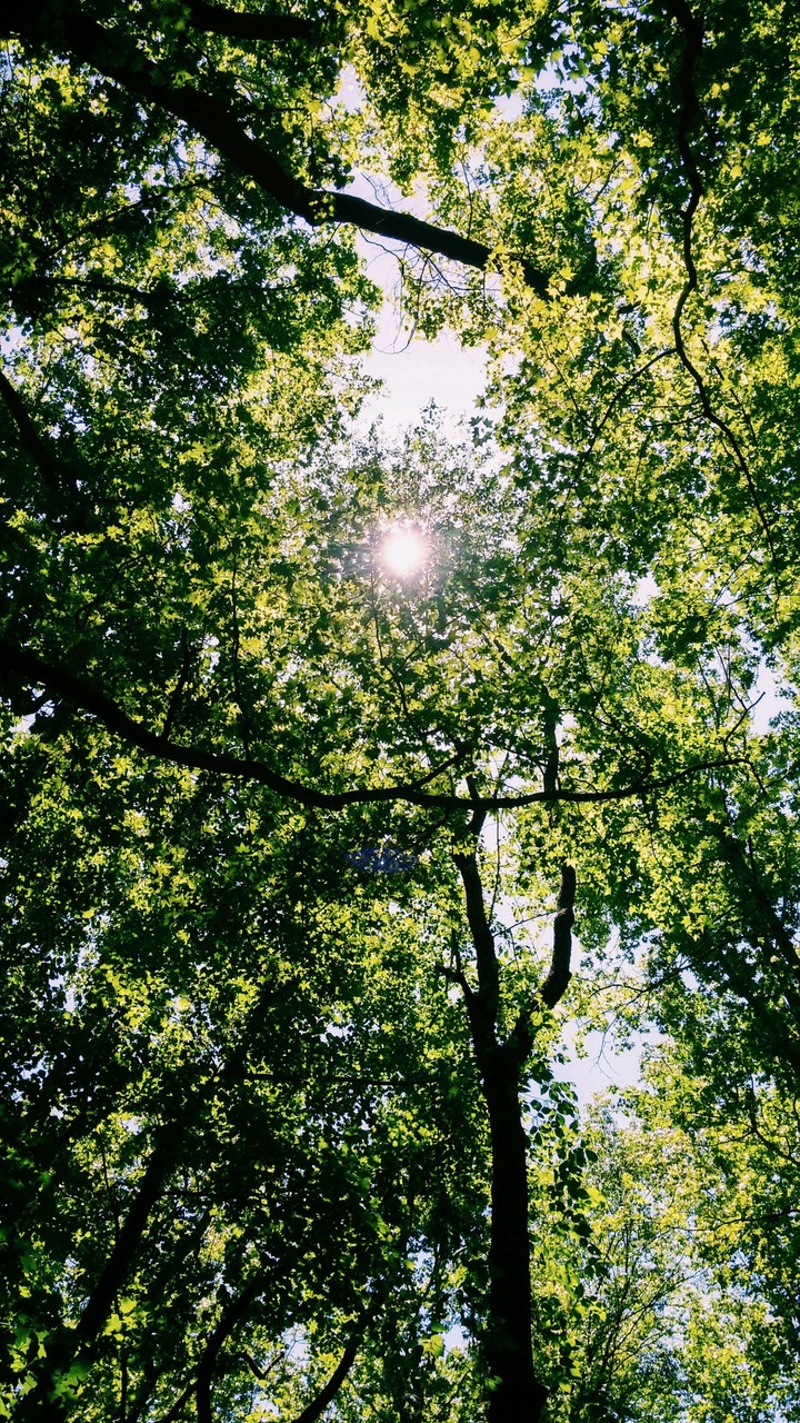 sunny day at the park