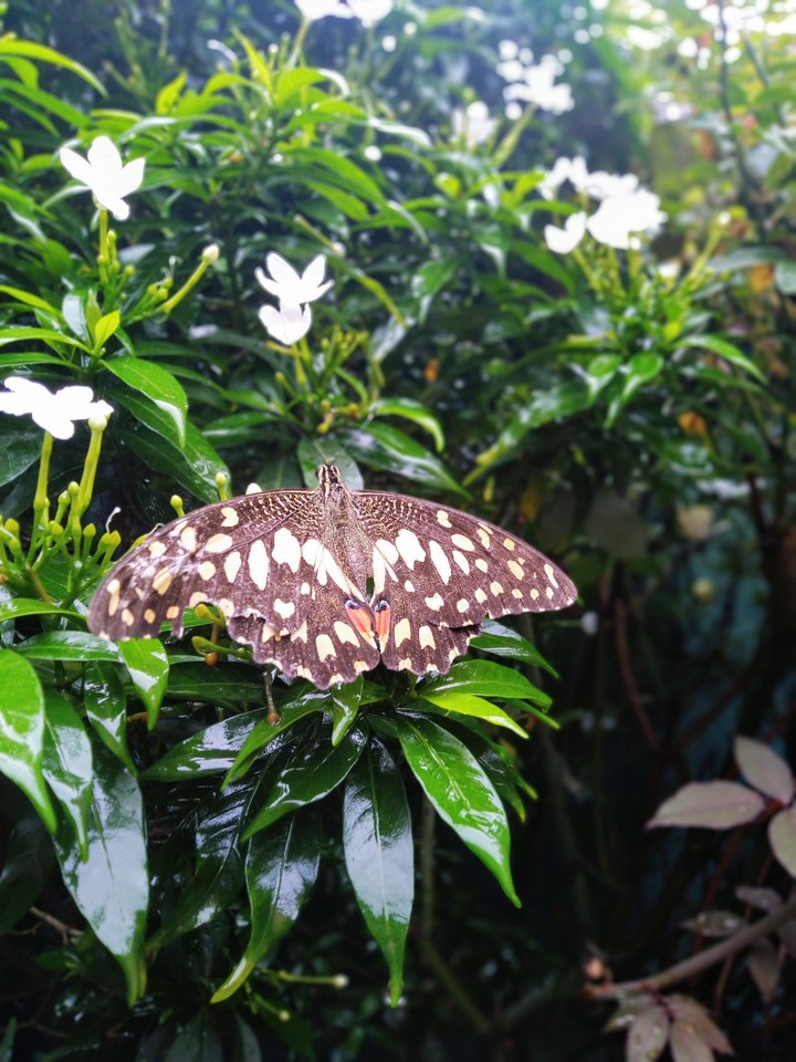 butterfly
