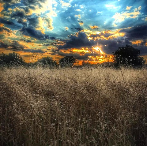 nature & Grass