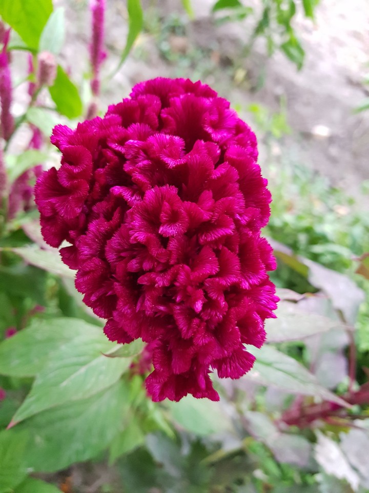 rooster flower