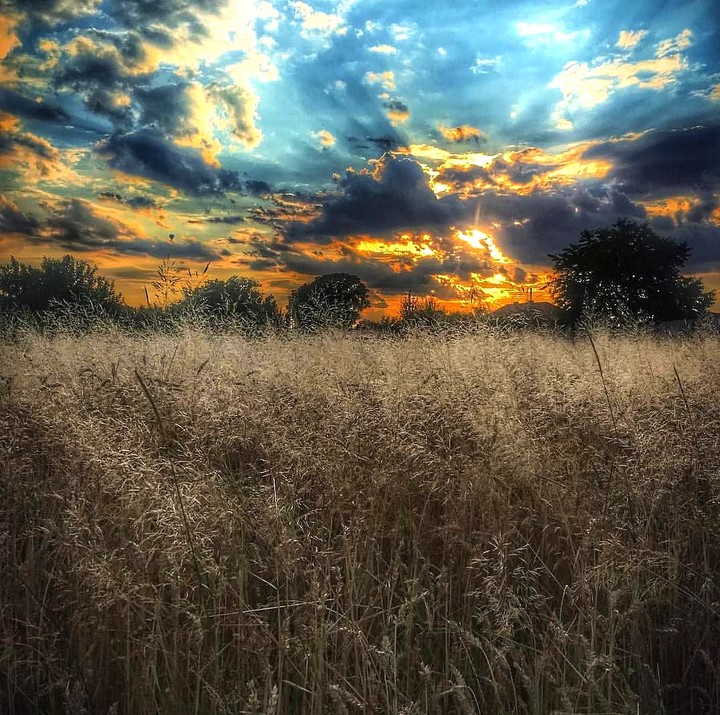 nature & Grass