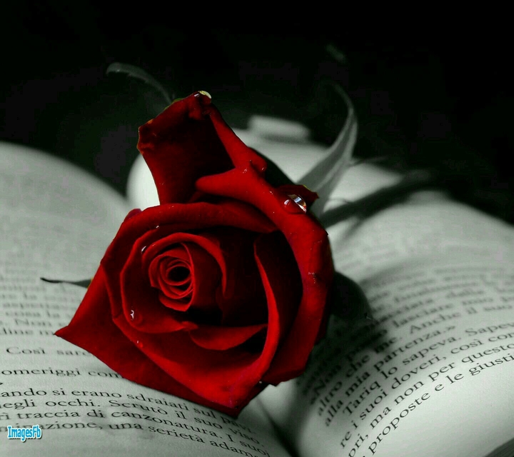 Red flower