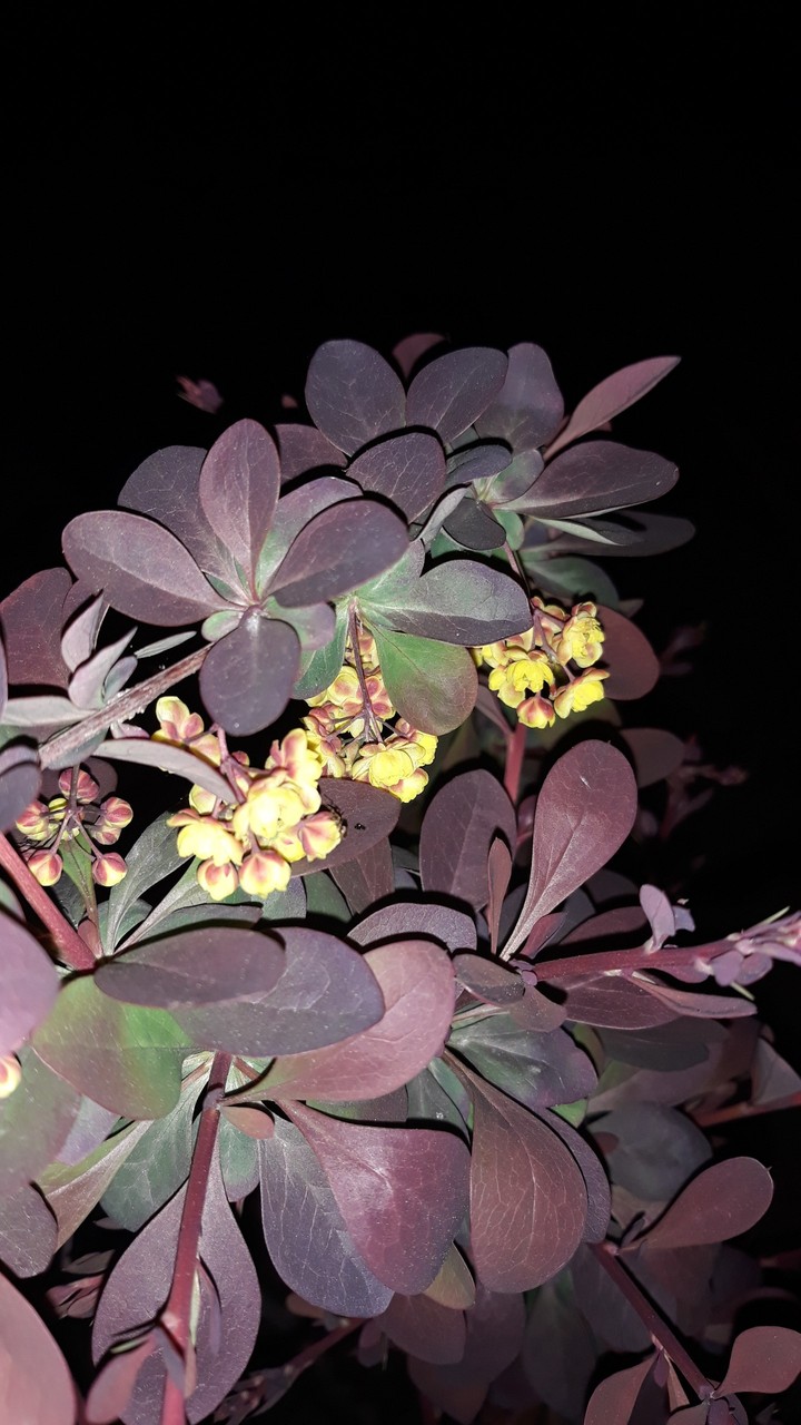 Tree. Flowers.